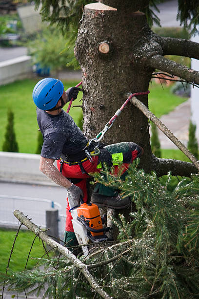 Trusted Murfreesboro, TN Tree Services Experts